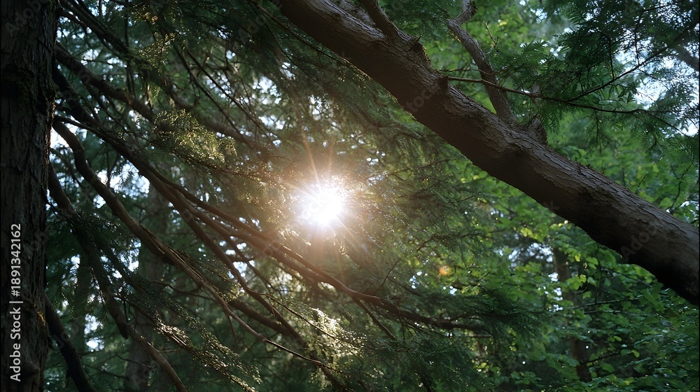 Fototapeta premium Sunlight streams through the lush green canopy of a forest casting warm rays and flare among the branches