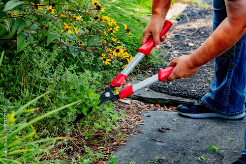Billede på lærred Close-up of hands using bright red garden shears to trim overgrown vegetation along concrete walkway