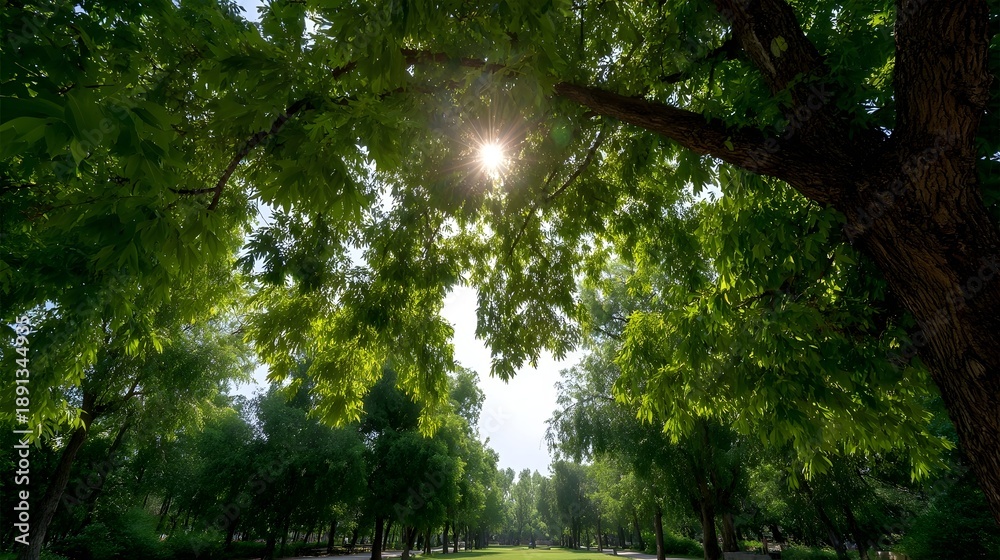 Fototapeta premium Sunlight filters through the lush green canopy of trees in a serene park setting