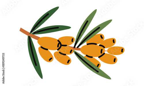Bright flat illustration of a sea buckthorn branch with berries. Healthy winter berries. Fresh organic plant for healthy eating posters, botanical prints, or kitchen graphic design.