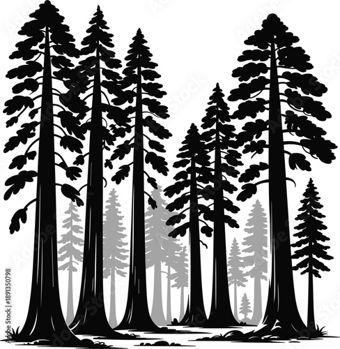 Black silhouette of towering pine forest with giant redwood trees on white background for nature design