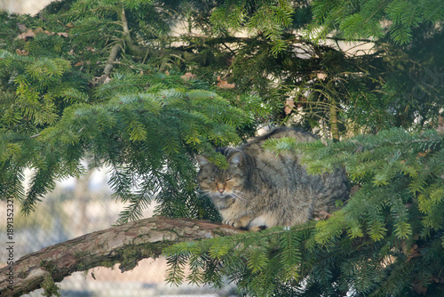 Europaeische Wildkatze European wildcat Felis silvestris standing alert on forest floor among autumn leaves in natural woodland habitat Germany.