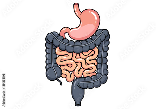 Digestive System Anatomy Vector Illustration - Medical Education and Healthcare Representation