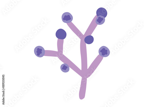 Mold Spore Candida Albicans Fungus
