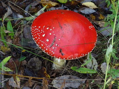Fényképezés amanita muscaria fly agaric mushroom