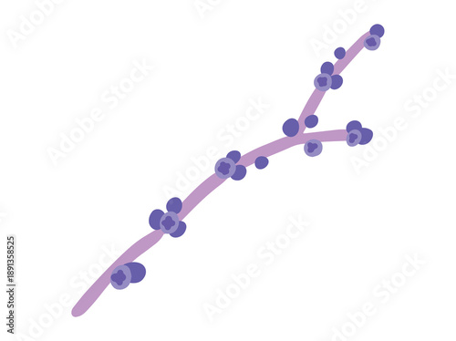 Candida Albicans Fungus Clip Art
