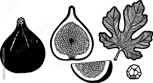 Monochrome detailed botanical vector art of whole and sliced fig fruit with leaf and seed illustration in vintage engraving style