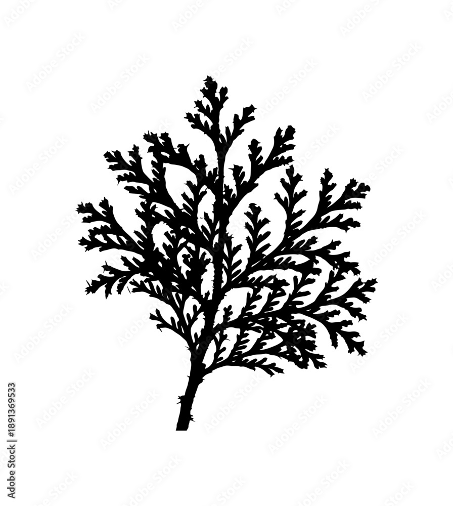 Fototapeta premium Abstract Tree Branch Vector Illustration