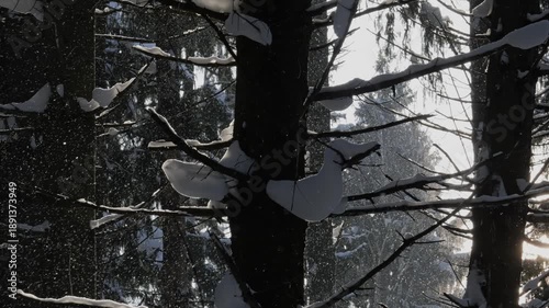 Snow covered spruce tree in snowfall.