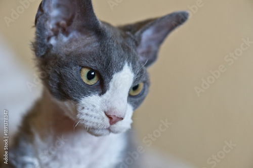Canvastavla Porträt eines jungen blau-weißen Devon Rex Katers