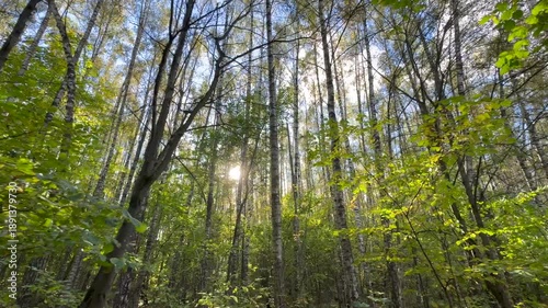 Walking in the autumn forest.