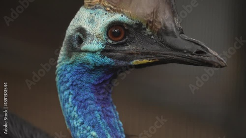 Southern Cassowary (Casuarius casuarius) male, a large flightless bird from the rainforests of Australia. Worlds most dangerous bird. Slow motion, 25 percent natural speed.