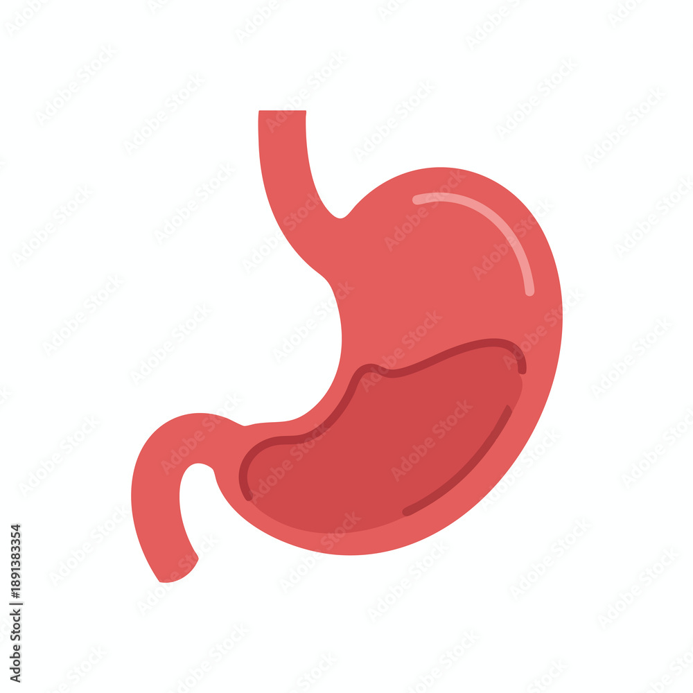 Obraz premium Human Stomach Anatomy Illustration
