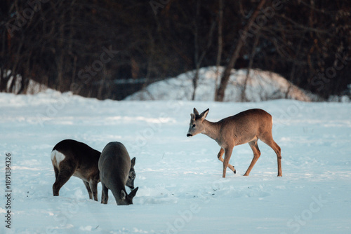deer in winter