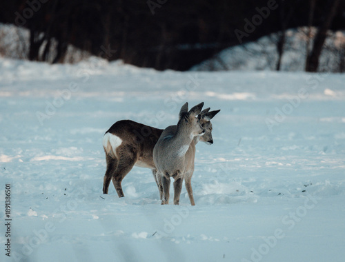 roe deer in winter