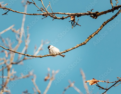 bird on a branch