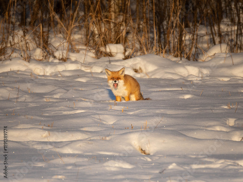 Fox’s Breakfast 