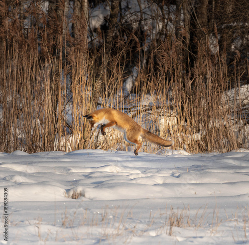 red fox in the snow