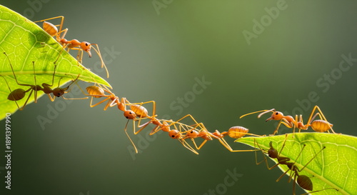 Tableau sur toile Ant action standing