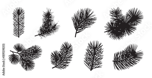 Collection of various pine tree branches and needles for holiday and nature design elements