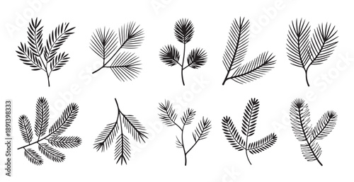 Collection of pine branches and needles in a sketched style for natural and holiday themes