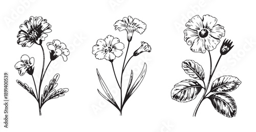 Detailed hand drawn wildflower bouquets with leaf clusters in professional pen and ink drawing style