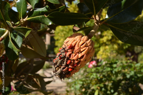 botanical detail, seasonal change, and the vivid colors of a ripening magnolia seed pod hanging from a tree branch in a garden setting.