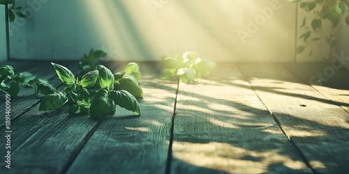 Wallpaper Mural Fresh Basil Leaves on Rustic Wooden Surface in Sunlight Torontodigital.ca
