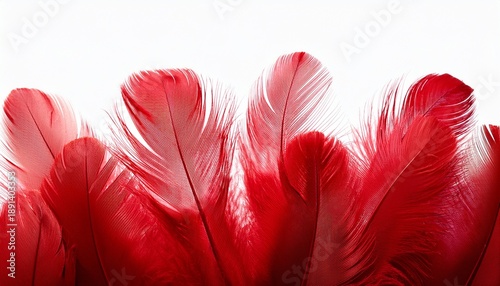 Red Feathers On Transparent Background For Graphic Design
