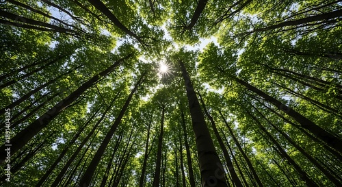 Towering forest canopy with sunlight filtering through trees
