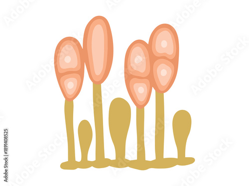 Spore Uredospores Fungus Clip Art
