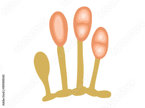 Mold Spore Uredospores Fungus Illustration