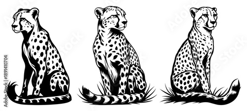 Cheetah wild cats set sitting in grass, hand drawn vector illustration of African predator cheetahs for wildlife or safari design