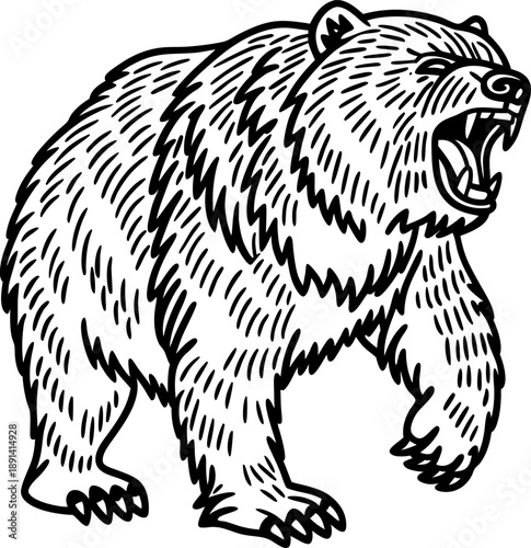 Roaring grizzly bear standing with open mouth showing teeth and claws in aggressive pose