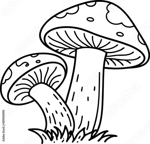 Two mushrooms growing in grass with detailed caps and gills, nature illustration, botanical sketch