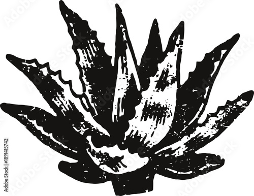 Black and white illustration of a spiky succulent plant with sharp pointed leaves