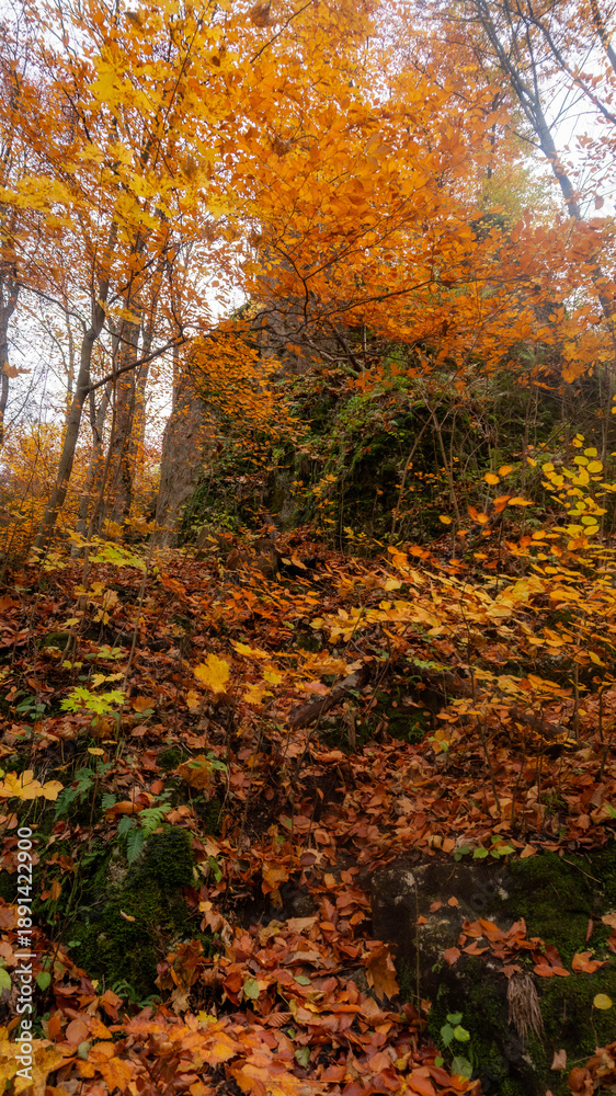 Obraz premium Picturesque forest in autumn displaying a rocky outcrop draped in vivid orange and yellow foliage, surrounded by a carpet of richly colored fallen leaves.