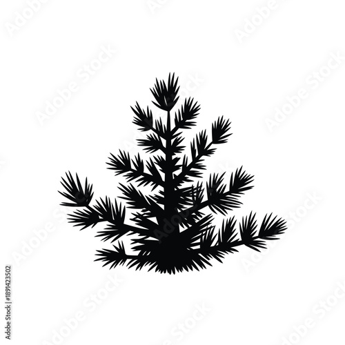 A silhouetted pine tree branch with detailed needle like foliage