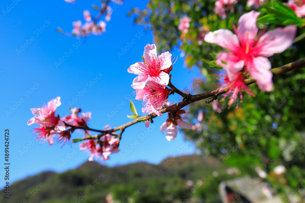 Obraz premium Red flowers