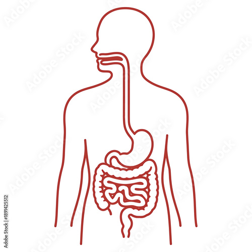 Illustration of the human digestive system featuring esophagus stomach and intestines