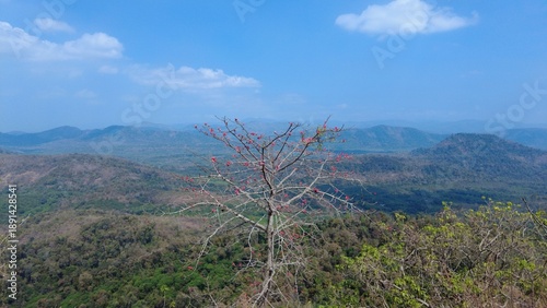 bombax malabarica plant, Malayatoor view point landscape view