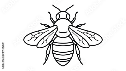 Bee Illustration: A detailed outline of a bee, showcasing its delicate wings, segmented body, and antennae. A representation of the industrious pollinator in black and white.