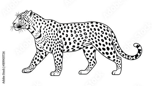 Leopard in Monochrome: An elegant leopard, rendered in striking monochrome, strides confidently across a clean, uncluttered background, showcasing its distinctive spotted coat in intricate detail.