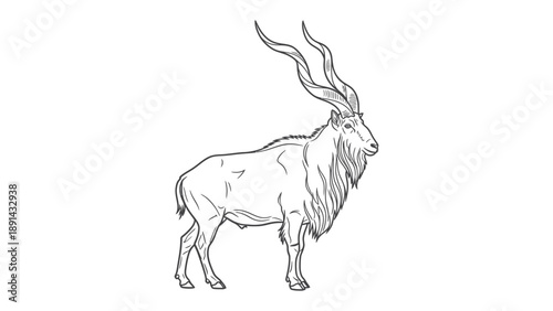 Elegant Antelope Sketch: A detailed monochrome sketch of a majestic antelope, showcasing its unique spiral horns and graceful posture.