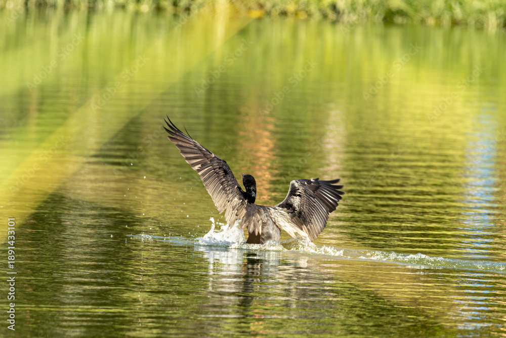 Fototapeta premium Bigá, pássaro aquático voando sobre a água de um lago. 