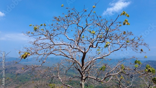 Sterculia Urens Or Ghost Tree, bright blue sky, landscape view