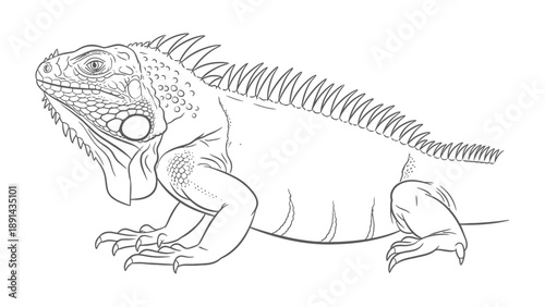 Green Iguana: A detailed outline of a green iguana, showcasing its unique scales, crest, and overall form, with a focus on its reptilian characteristics and natural beauty.