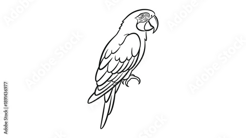 Parrot Contour: A minimalist, elegant line drawing of a vibrant parrot. Clean lines define the bird's graceful form and the subtle details of its feathers, beak, and eye.