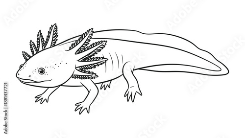 Axolotl Illustration: A detailed illustration of an axolotl, a unique aquatic salamander, showcasing its distinctive feathery gills and endearing features.