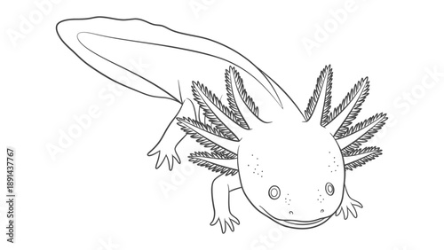 Axolotl Illustration: A detailed black and white illustration of an axolotl, showcasing its unique external gills and captivating features.